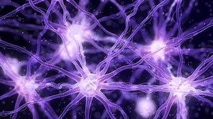 Neurons Firing Action Potentials Organic Stylized Stock Footage Video (100% Royalty-free) 3790775521 | Shutterstock