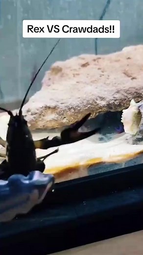 179K views · 754 reactions | Here is the long awaited Rex VS Crawdad video!!! #fyp #saltwatertank #mantisshrimp #posreffish #rexthemantis | Bryce Hall | Facebook