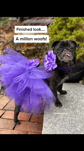DIY Dog Tutus: Crafting Stylish Skirts for Pups