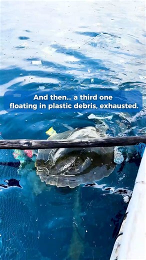 We recently rescued three sea turtles caught in plastic waste 🐢🥺 This is why we fight for the ocean every day. Every piece of plastic pulled makes a difference. Check out how you can support sea turtle rescue with our Sea Turtle Bracelets at 4ocean.com. Every bracelet purchased helps fund the removal of plastic & trash from the ocean and part of the proceeds go to @Loggerheadmarinelifecenter #seaturtles #seaturtle #savetheturtles #oceanlife #marinelife #oceananimals #cuteanimals | 4ocean