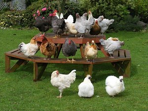 Chicken Party - Alchetron, The Free Social Encyclopedia