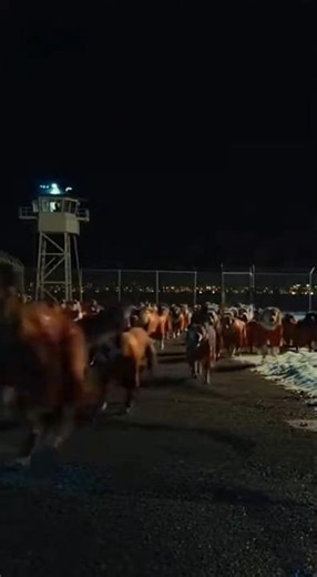 Dogs’ Ultimate Escape Stunt 😱😂 Funny Pet Video Viral Shorts