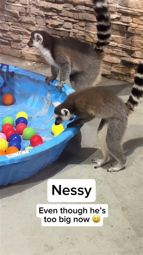 Follow along or be part of the zoo family year-round.