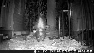 1.5M views · 3.5K reactions | From what I can gather, the possum saw something that scared him, so he ran under the house (where I had just replaced the pallet yesterday), the cat came out of the house to see what the commotion was all about and up walks a skunk, who the cat intimidates until he backs off. | Roxie and Friends | Facebook