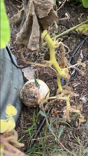 What Is Wrong With My Pumpkin Plant?!