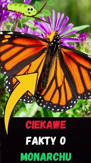 🦋 Niezwykłe Fakty o Motylu Monarch! 🌍 Fascynująca Migracja i Tajemnice 🐛