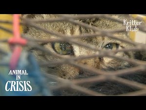 Hunted Stray Cats Drool In Fear Waiting For Their Turn To Be Boiled (Part 1) | Animal in Crisis EP87