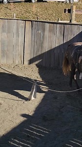 7.4K views · 70 reactions | Personal growth comes with growing pains. #justbeyou #real #dreambig #noexcuses #barrelracer #barrelhorse #horsetrainer #smallsteps #consistencyiskey #buildconfidence #neverstop #giveityourall #lovetheprocess #trusttheprocess #itsallornothing #coltstarter #luckyahorsemanship #stayhumble #noregrets | Lucky A Horsemanship | Facebook