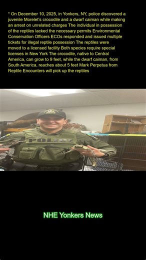 On December 10, 2025, in Yonkers, NY, police discovered a juvenile Morelet’s crocodile and a dwarf c