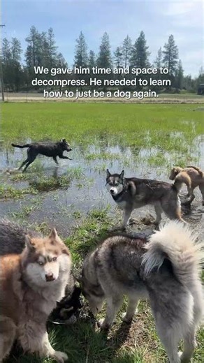 I am a firm and whole hearted believer that in rescue ….