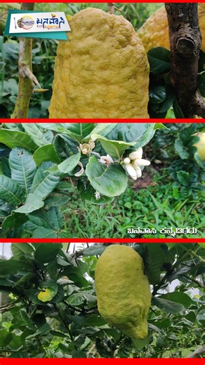 ಬನವಾಸಿ ಕನ್ನಡಿಗರು on Instagram: "Gaint Lemon | Big Lemon | 5.5 ಕೆ.ಜಿ ತೂಕದ ಭಾರಿ ಗಾತ್ರದ ಗಜನಿಂಬೆಕಾಯಿ | Gaja Nimbe | Karnataka Kodagu 5.5 ಕೆ.ಜಿ ತೂಕದ ಭಾರಿ ಗಾತ್ರದ ಗಜನಿಂಬೆಕಾಯಿ ಶ್ರೀ. ವಿಜು ಸುಭ್ರಮಣ್ಯ ಅವರ ತೋಟ, ಸಿದ್ಧಾಪುರ ಮಾದರಿ ಕೃಷಿಕರು ಇವರ ತೋಟಕ್ಕೆ ಪ್ರಾಣಿ ಪಕ್ಷಿಗಳೇ ಮಾಲೀಕರು.. ಅನೇಕ ರೀತಿಯ ಹಣ್ಣುಗಳನ್ನು ಪ್ರಾಣಿ ಪಕ್ಷಿಗಳು ತಿನ್ನಲಿ ಎಂದೇ ಬಿಟ್ಟಿದ್ದಾರೆ ಬನವಾಸಿ ಕನ್ನಡಿಗರು Gaint Lemon "A giant Ponderosa lemon tree with fruit the size of a football" #gajanimbeuppinakayi #gajanimbe #GaintLemon #banavasikannadigaru #kannadamaya #ga
