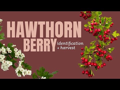 Identifying and Harvesting Hawthorn Berry