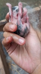 Baby rabbit is crying 😢 Suara anak kelinci yg sebenarnya #bunny #petlove #animals #animallove #fyp | Tini Mute