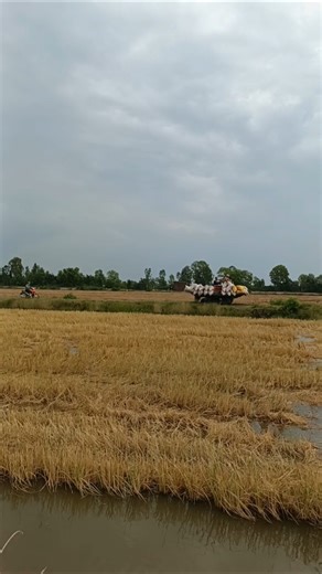 Xe kéo lúa chạy theo ô vuông