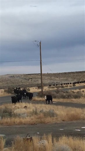 cwhiggins (@cwhiggins)’s videos with original sound - Warren Zeiders