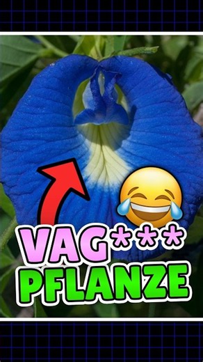 Diese BLUME heißt WIE?!😺🩷