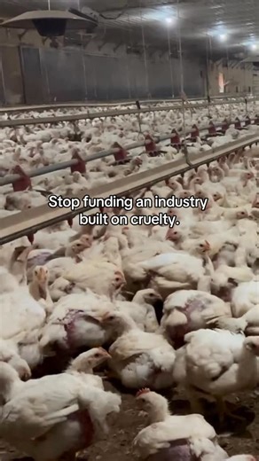 Animal Outlook on Instagram: "It’s 2026. We have the information. We have plant proteins. There is no excuse for supporting animal cruelty. 🚫 We like to pretend we don’t know where our food comes from, but the reality of animal agriculture is hidden for a reason. From factory farming to family farms, the cruelty is systemic, not accidental. Every time you scan a product at the checkout, you aren’t just making a purchase, you’re casting a vote. 🗳️ Voting with your dollar is the most powerful to
