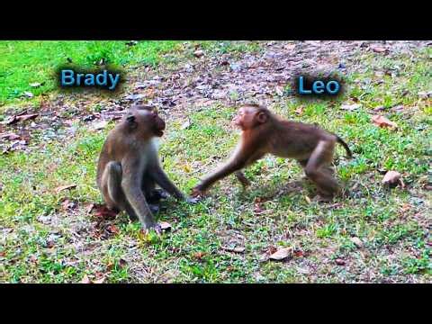 OH ! What happened to Libby's son Leo and Brady when they met?