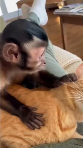Monkey Grooming Cat: The Sweetest Friendship! 🐒🧡🐈