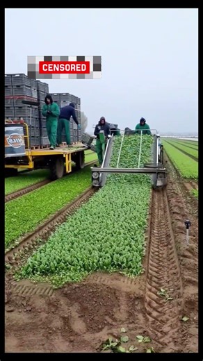 Automated Lettuce Harvesting Machine and Smart Vertical Farming Technology