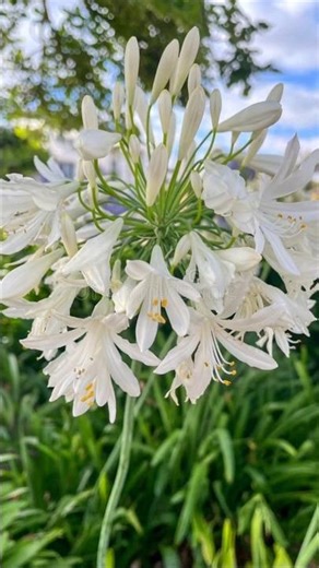 Top 5 summer flowers to grow from bulbs 🌿