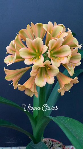 "Star Green Wild Thing! 🌼💚 First bloom from our Star Green breeding program and we can't get enough of its unique beauty! #Clivia #rareclivia #stargreen #UtopiaClivias | Clivia at Utopia Clivias