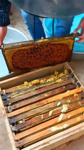 Taking Out Honey Frames | Fresh Harvest Moment #beekeeper #bee #beekeeping