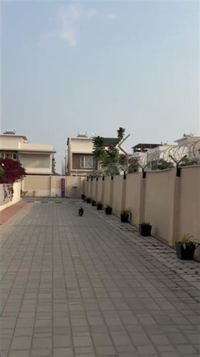 poket American bully in kochi 🦍 client update