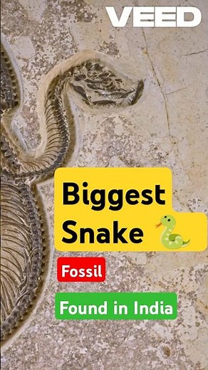 Unveiling Vasuki Indicus: Gujarat's Prehistoric Giant Snake Fossil
