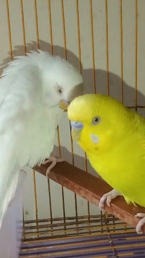 Parakeets playing #budgies #playing #birds #pets #fbreels | Nature & Pets Lover