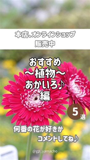秋の赤色〜😍 #ガーデニング #園芸 #植物 #植物のある暮らし