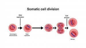 Process Somatic Cell Division Specifically Mitosis Stock Footage Video (100% Royalty-free) 3616821975 | Shutterstock
