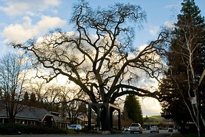 Tips to Watch the Lighting of the Old Oak Tree in Danville