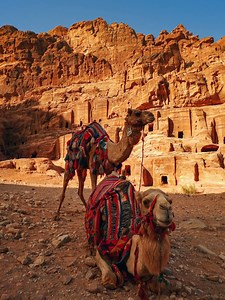 🐫🔥 ¡El Dromedario, el “barco del desierto” que sobrevive al calor extremo con solo una joroba! ☀️💪 El dromedario, también conocido como Camelus dromedarius, es una de las criaturas más resistentes del planeta. Capaz de soportar temperaturas superiores a los 50 °C y sobrevivir sin agua durante semanas, este animal es el verdadero rey del desierto. 🐫☀️ Mucha gente lo confunde con el camello, pero hay una diferencia clave: el dromedario tiene una sola joroba, mientras que el camello tiene dos. 