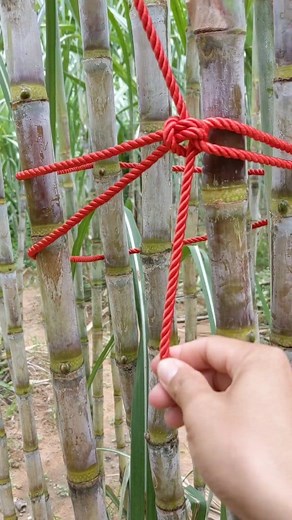24M views · 194K reactions | The powerful bundle hitch knot. #woodbundlehitch #RopeDIY #lashingknot #ropeladderknot #climbingnet #essentialknots #tyingknots #truckerhitch #reels #knots | Millie | Facebook
