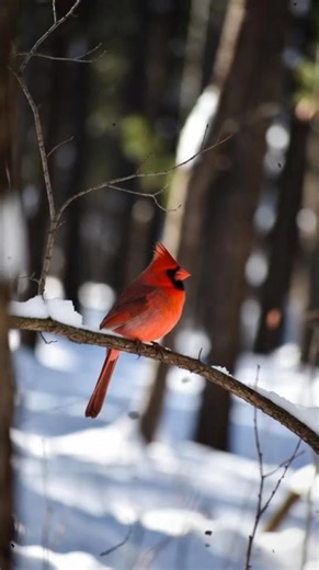 “Cardinal Bird in Golden Light — A Magical Nature Scene!”#CardinalMagic #RedBirdBeauty #NatureDailyReels #WildlifeClips #BirdMoments #NatureCaptured #BeautifulRedCardinal #StunningBirdReels #BirdsofEarth #CardinalWatch #NatureRelaxation #BirdScenes #WildlifeDaily2025 #PeacefulBirdVideo #FBReelsViral2025 | Cardinal birds lover