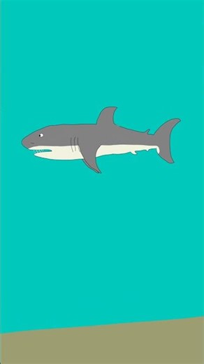 Great White Shark | 🦈 | Toon Boom Harmony Animation