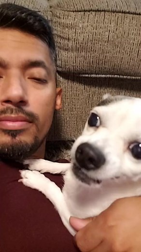 2.5K views · 91 reactions | Manchas face 藍 #followformore #funny #haha #dog #animal #pet #baby #fyp #foryou #foryoupage #comedy | Manchas | Facebook