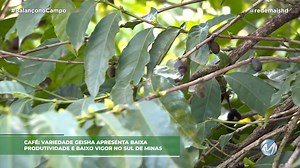 1.1K views · 33 reactions | VARIEDADE GEISHA APRESENTA BAIXA PRODUTIVIDADE E BAIXO VIGOR | A variedade de café geisha é bem famosa pela qualidade da bebida e alta pontuação em concursos. Mas em diversos lotes cultivados na região Sul de Minas, essa variedade vem apresentando baixa produtividade e baixo vigor, dificultando o cultivo comercial. . . . #geisha #café #cafegeisha #suldeminas | Rede Mais | Facebook