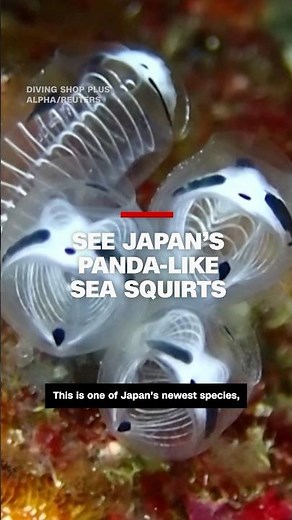 See Japan’s new panda-like sea species