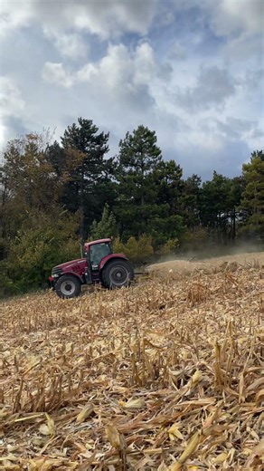 Case ih Puma 230cvx and mulcher Bednar #farming #agriculture #agri #harvest