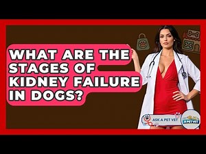 What Are The Stages Of Kidney Failure In Dogs? - Ask A Pet Vet