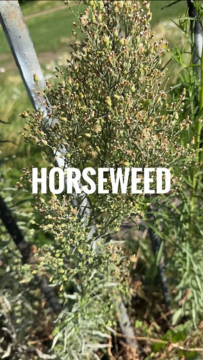 Horseweed. Sometimes you try to make a film about a plant and it turns out to be really boring. But there are a couple of things about it worth mentioning. One is the rumour that it can get you high. It cannot. This myth probably comes from its link to the fleabane family, which was burned or used in old remedies, but horseweed itself does nothing like that. It is basically useless. It spreads everywhere, takes over gardens, and is not even that attractive. It is not great for grazing either. Ye