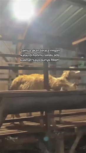 #fyppppppppppppppppppppppp #masukberanda #bakolwedosmilenial #peternakmuda #smartfarm