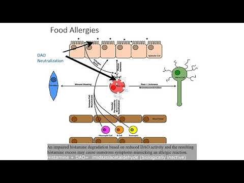 All you need to know about DAO (Diamine Oxidase)