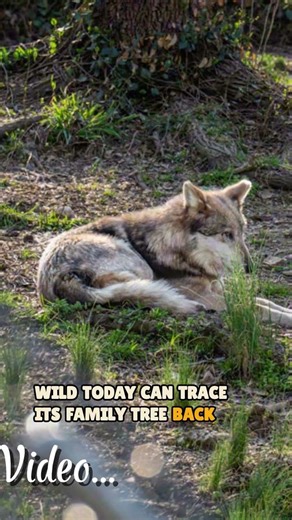 Save the Wolves :Endangered Wolf Center #scenicstorylines