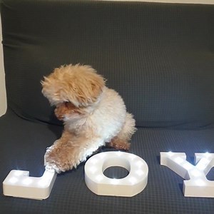 Come mi chiamo io????? JOY Baci baci baci e vi amo tutti ❤ #ilmionomeèjoy | Le avventure di Joy barboncino toy