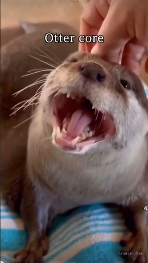 Otter Core