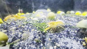 Adorable Mexican dwarf crayfish available today! | Aqua Life Aquarium | Facebook