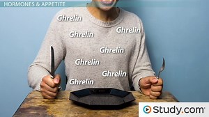 Hunger vs. Appetite | Definition & Difference - Video | Study.com